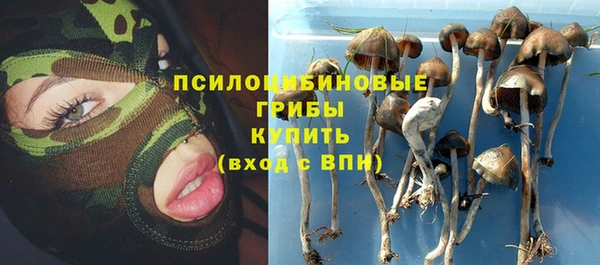 прущие грибы Алзамай